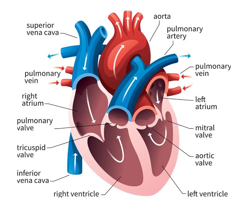 मुटुको धड्कन र अक्सिजन स्तर